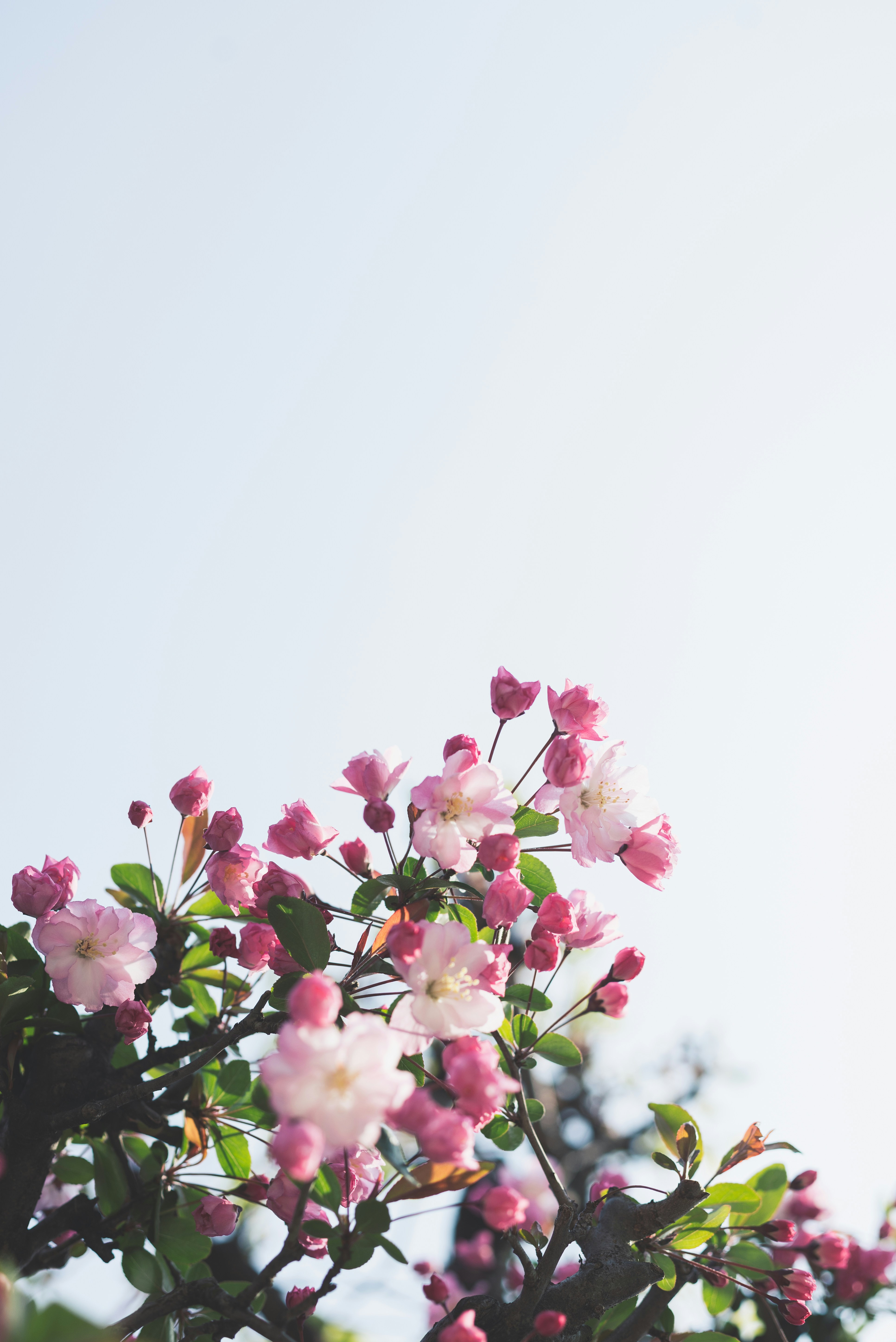 Bloom Studio